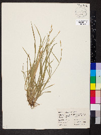 Carex gracilescens image