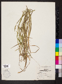 Carex gracilescens image