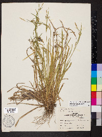 Carex gracilescens image