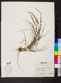 Carex gracilescens image