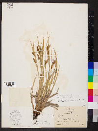 Carex granularis var. haleana image