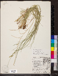 Carex gravida image
