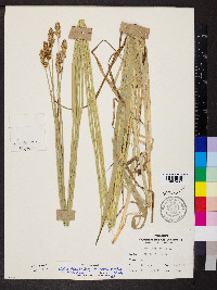 Carex gravida var. lunelliana image