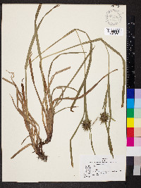 Carex grayi image