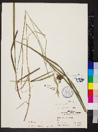 Carex grayi image