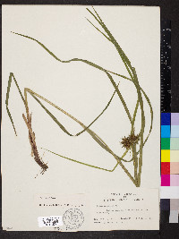 Carex grayi image