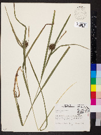 Carex grayi image