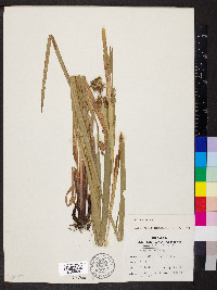 Carex grayi image