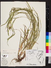 Carex grayi image