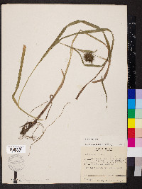 Carex grayi image