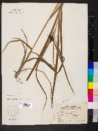 Carex grayi image
