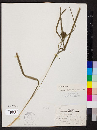 Carex grayi image