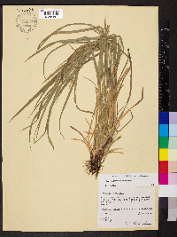 Carex grisea image