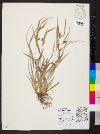 Carex grisea image