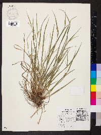 Carex grisea image