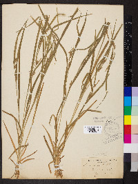 Carex grisea image