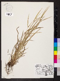 Carex grisea image