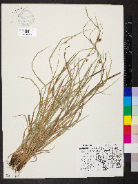 Carex grisea image