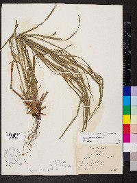 Carex grisea image