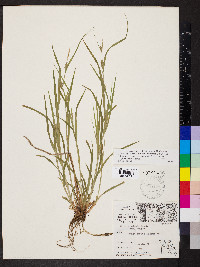 Carex grisea image