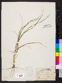 Carex hirtifolia image