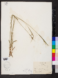 Carex hirtifolia image