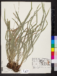 Carex hirtifolia image