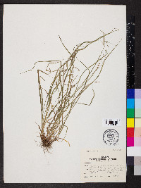 Carex hirtifolia image