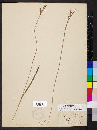 Carex hirtifolia image