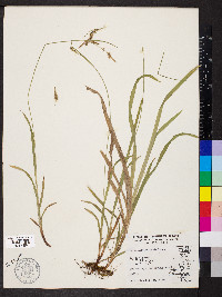 Carex hirtifolia image