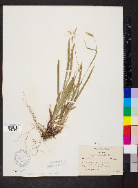 Carex hirtifolia image