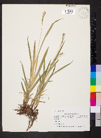 Carex hirtifolia image