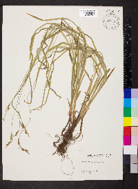 Carex hirtifolia image