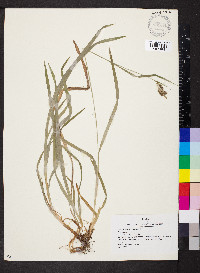 Carex hirtifolia image