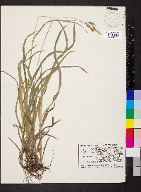 Carex hirtifolia image