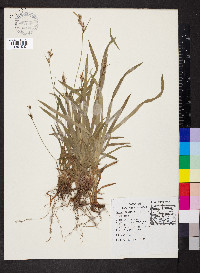 Carex hirtifolia image