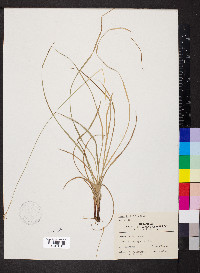 Carex hirtifolia image