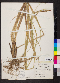 Carex hyalinolepis image