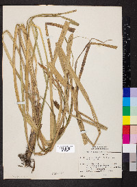 Carex hyalinolepis image