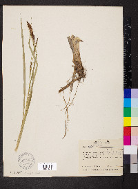 Carex hyalinolepis image