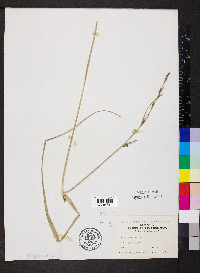 Carex hyalinolepis image