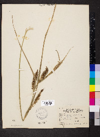 Carex hyalinolepis image