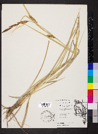 Carex hyalinolepis image