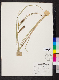 Carex hyalinolepis image