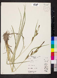 Carex hyalinolepis image