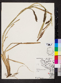 Carex hyalinolepis image