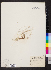 Carex jamesii image