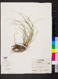 Carex jamesii image