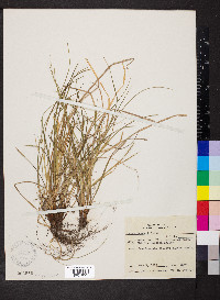 Carex jamesii image