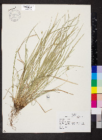 Carex jamesii image
